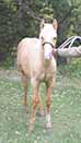 Starlight N Shine by Fuel N Shine out of Shining Spark and Magnum Starlight by Magnum Chic Dream and Grays Starlight
