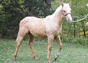 Starlight N Shine by Fuel N Shine out of Shining Spark and Magnum Starlight by Magnum Chic Dream and Grays Starlight