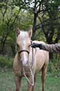 Starlight N Shine by Fuel N Shine out of Shining Spark and Magnum Starlight by Magnum Chic Dream and Grays Starlight