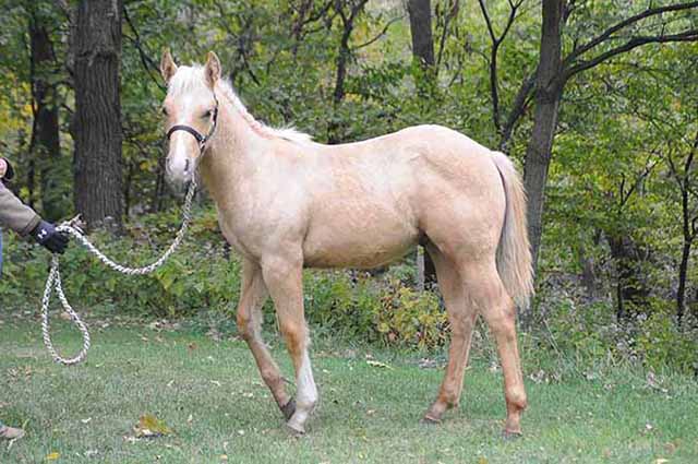 Starlight N Shine by Fuel N Shine out of Shining Spark and Magnum Starlight by Magnum Chic Dream and Starlight Angela out of Grays Starlight