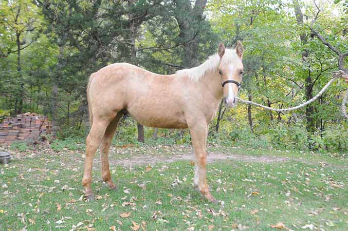 Pauley Performance Horses for Sale