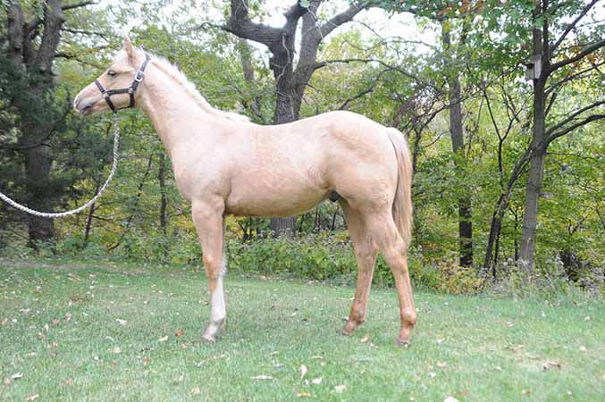 Pauley Performance Horses for Sale