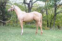 Starlight N Shine by Fuel N Shine out of Shining Spark and Magnum Starlight by Magnum Chic Dream and Grays Starlight
