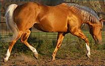 Shiney Show Lady by Twice As Shiney out of Shining Spark and Dunit Show Lady by Hollywood Dun It