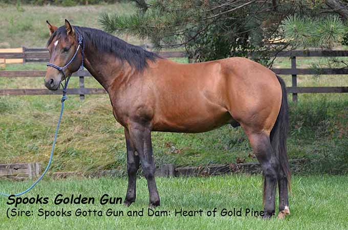 Pauley Performance Horses Spooks Golden Gun by Spooks Gotta Gun
