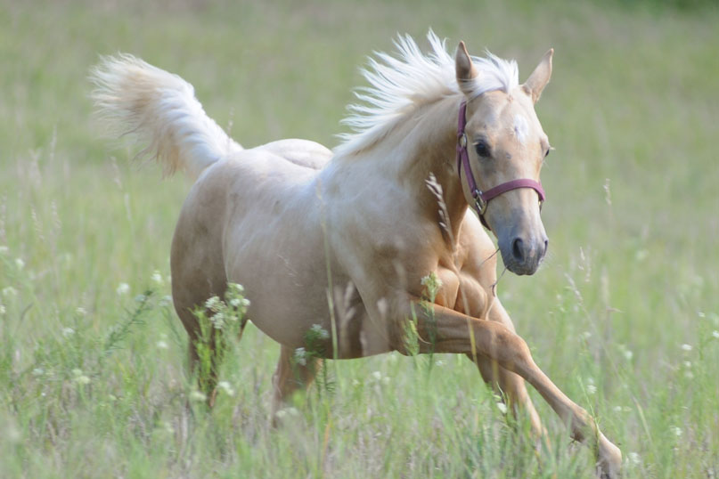 Pauley Performance Horses for Sale